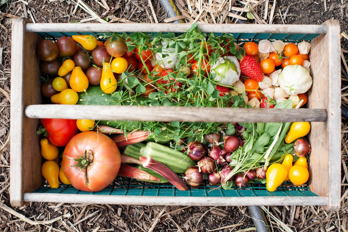 Freshly harvested tomatoes in a crate