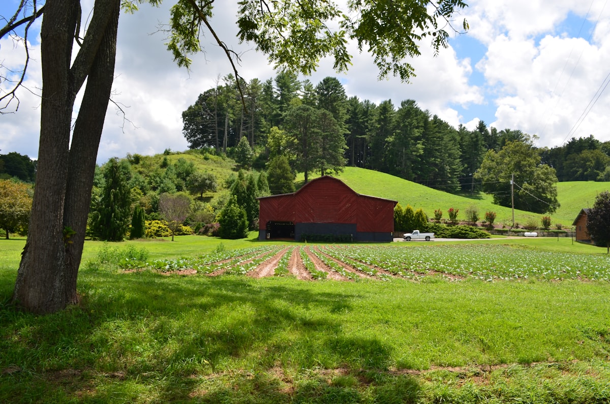 Rural farmhouse surrounded by trees