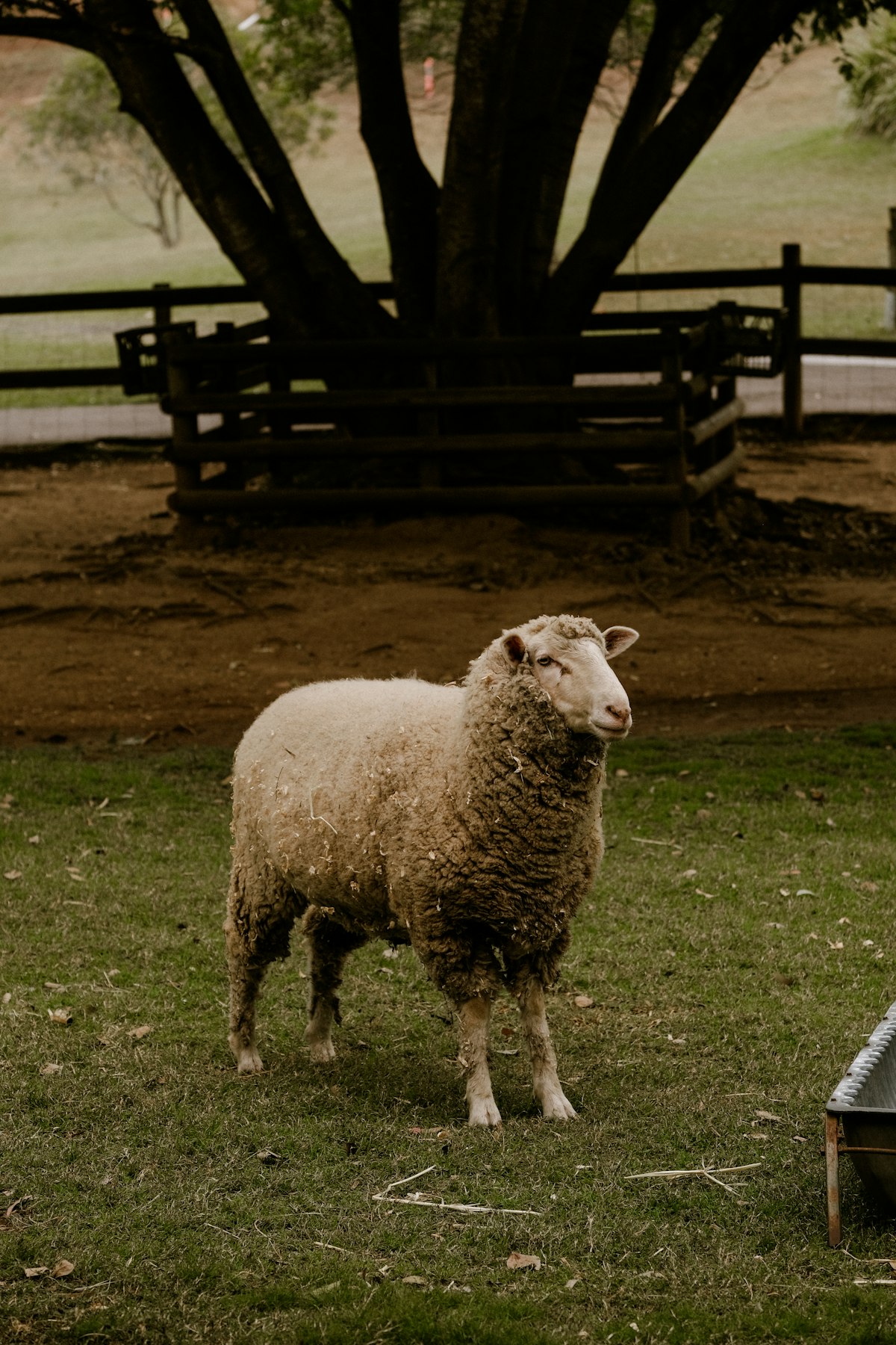 Sheep grazing in a pasture on a homestead