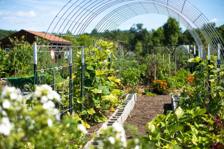 Vegetable garden growing on a homestead