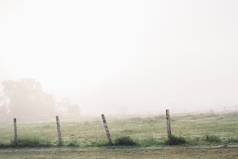 Horse beside a livestock fence in a pasture